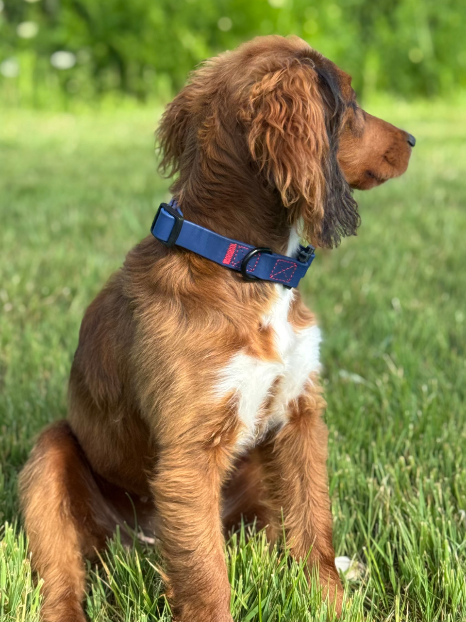 Rufus Dog Collar - Blue