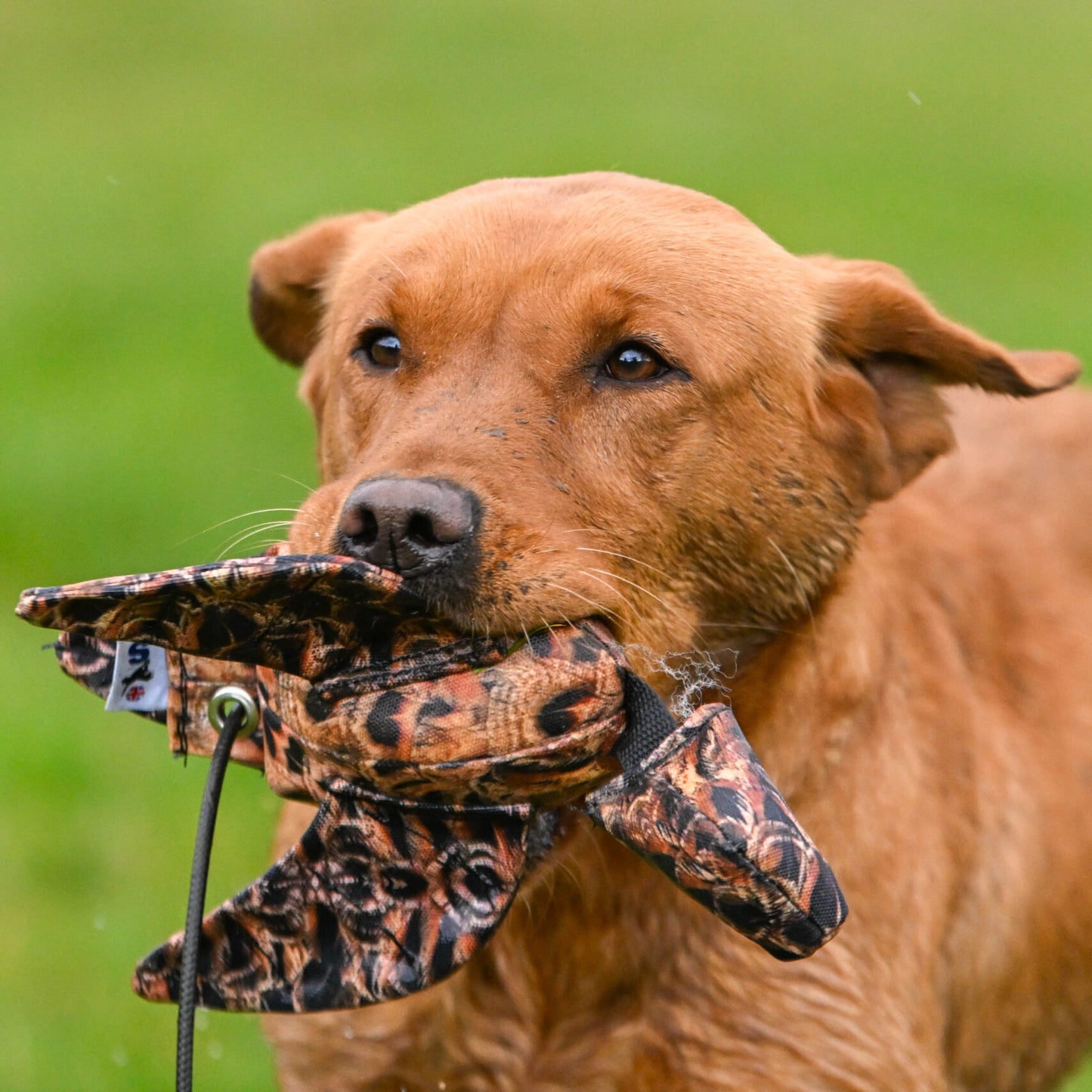 Lite Dead Bird & Mini Dead Bird Dummy.