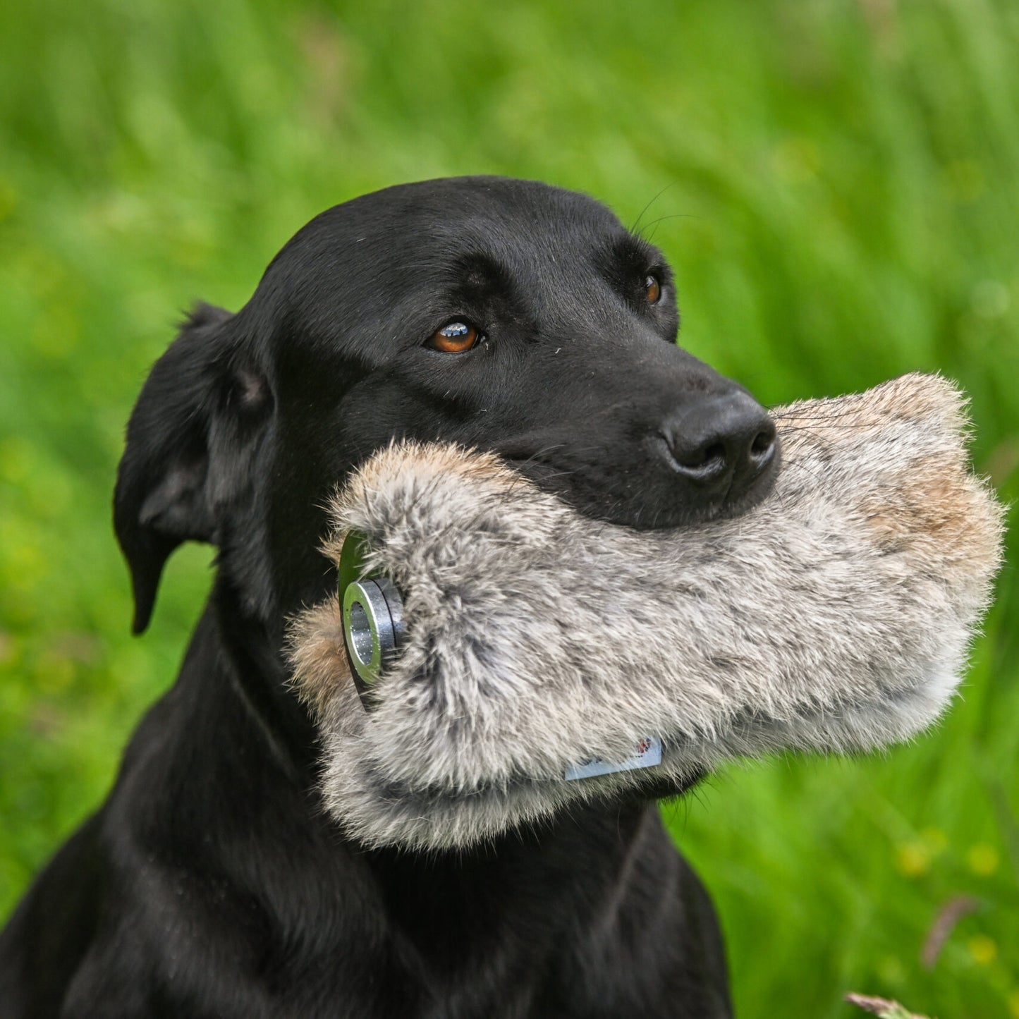 Rabbit Launcher Dummy.