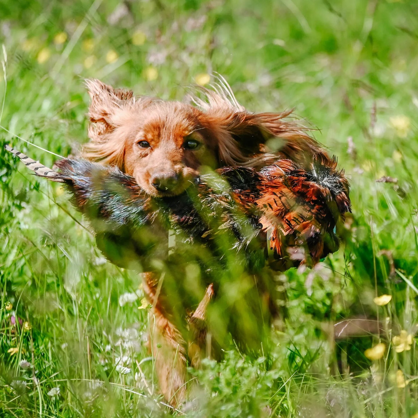Cock And Hen Pheasant Pelt Only.