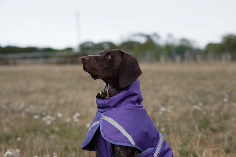 Luxe Waterproof Dog Coat 250g - Purple