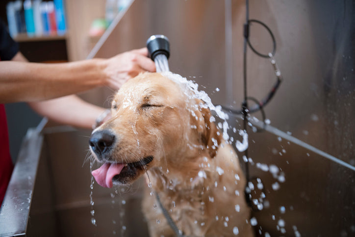 Dog Care & Cleaning