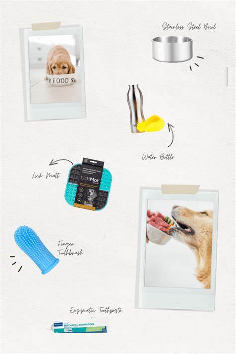 Dog Essentials