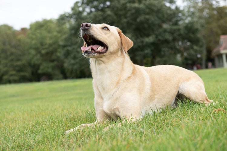 Low Fat Treats and Chews