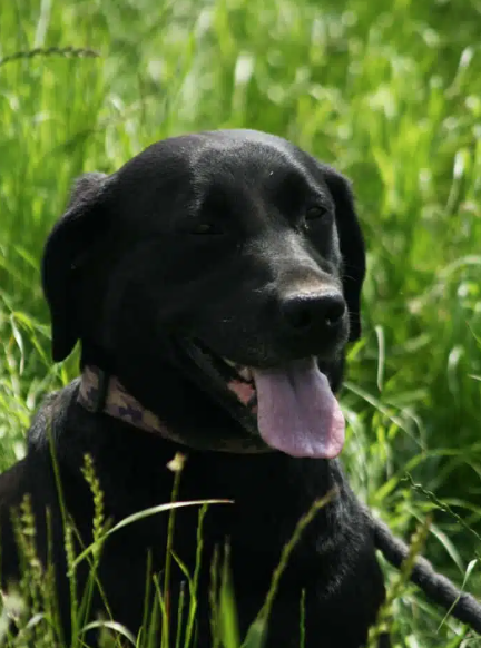 Dog Health, Supplements & Wellbeing