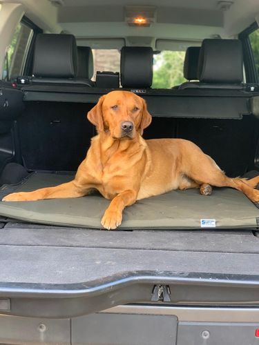 Dog Beds and car seat covers