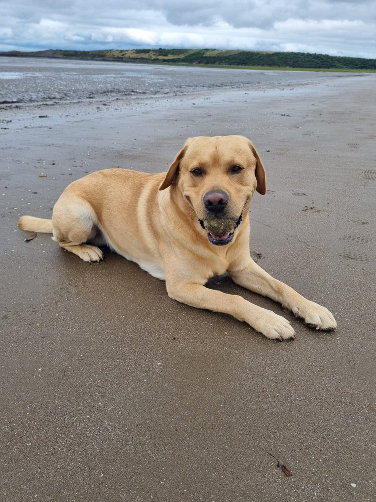 Non-Working Dogs & Pets