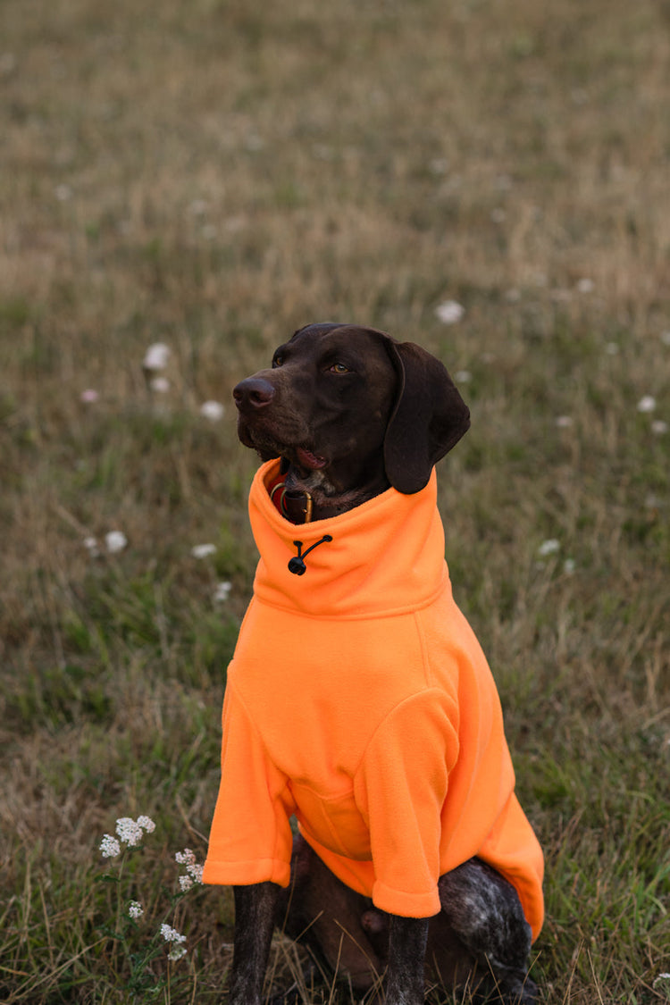 Swish Dogs