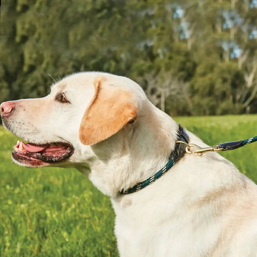 Weatherbeeta - Rope & Leather Dog Collar