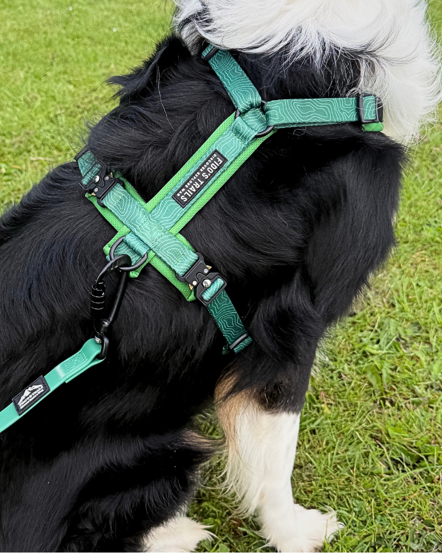 Contour Freedom Harness – Adjustable Y-Shaped Dog Harness