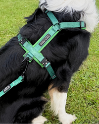 Contour Freedom Harness – Adjustable Y-Shaped Dog Harness