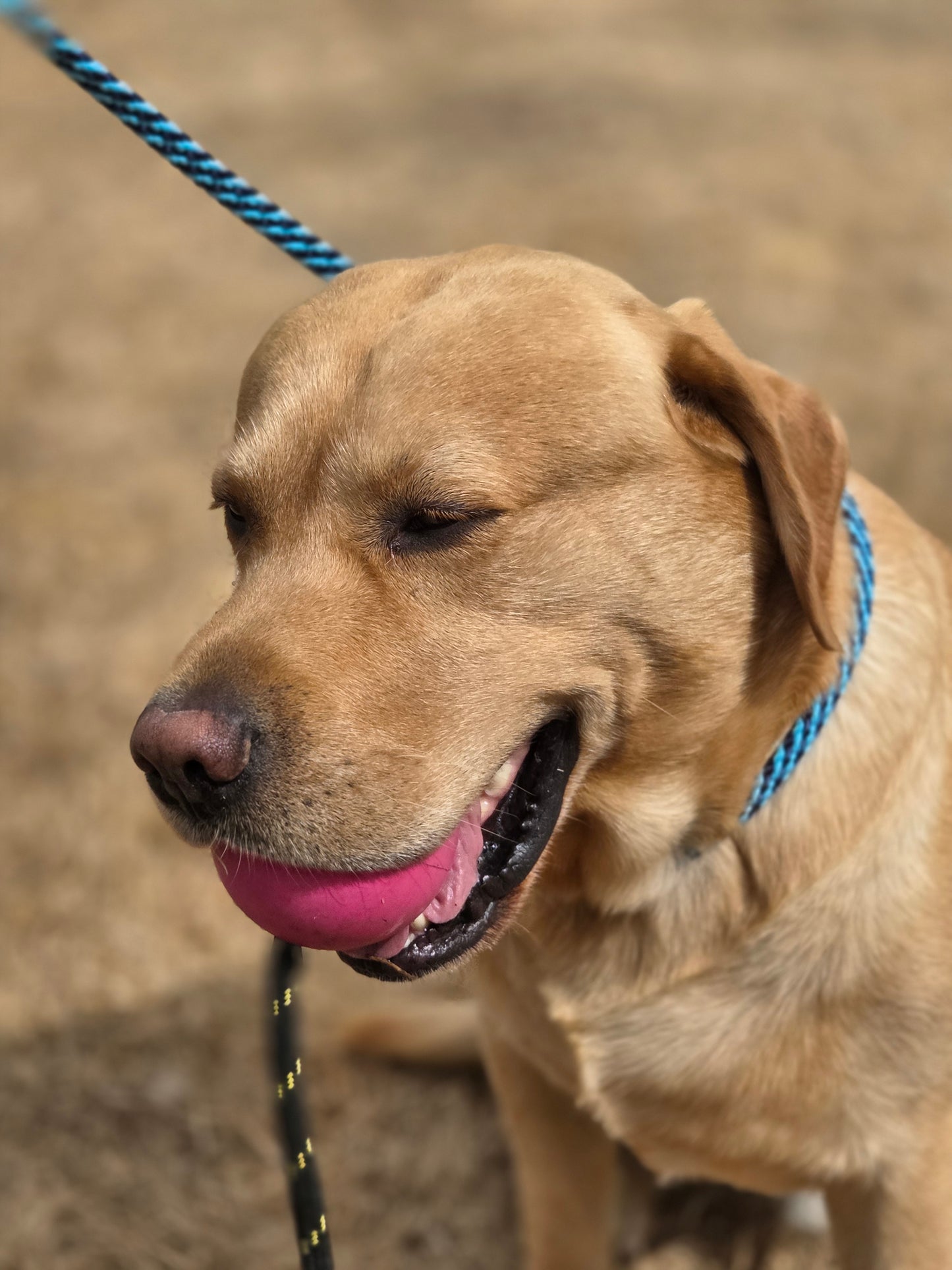 ProTrain™ Essentials Braided Slip Lead | Soft Rope Dog Training Lead with Figure of Eight Option