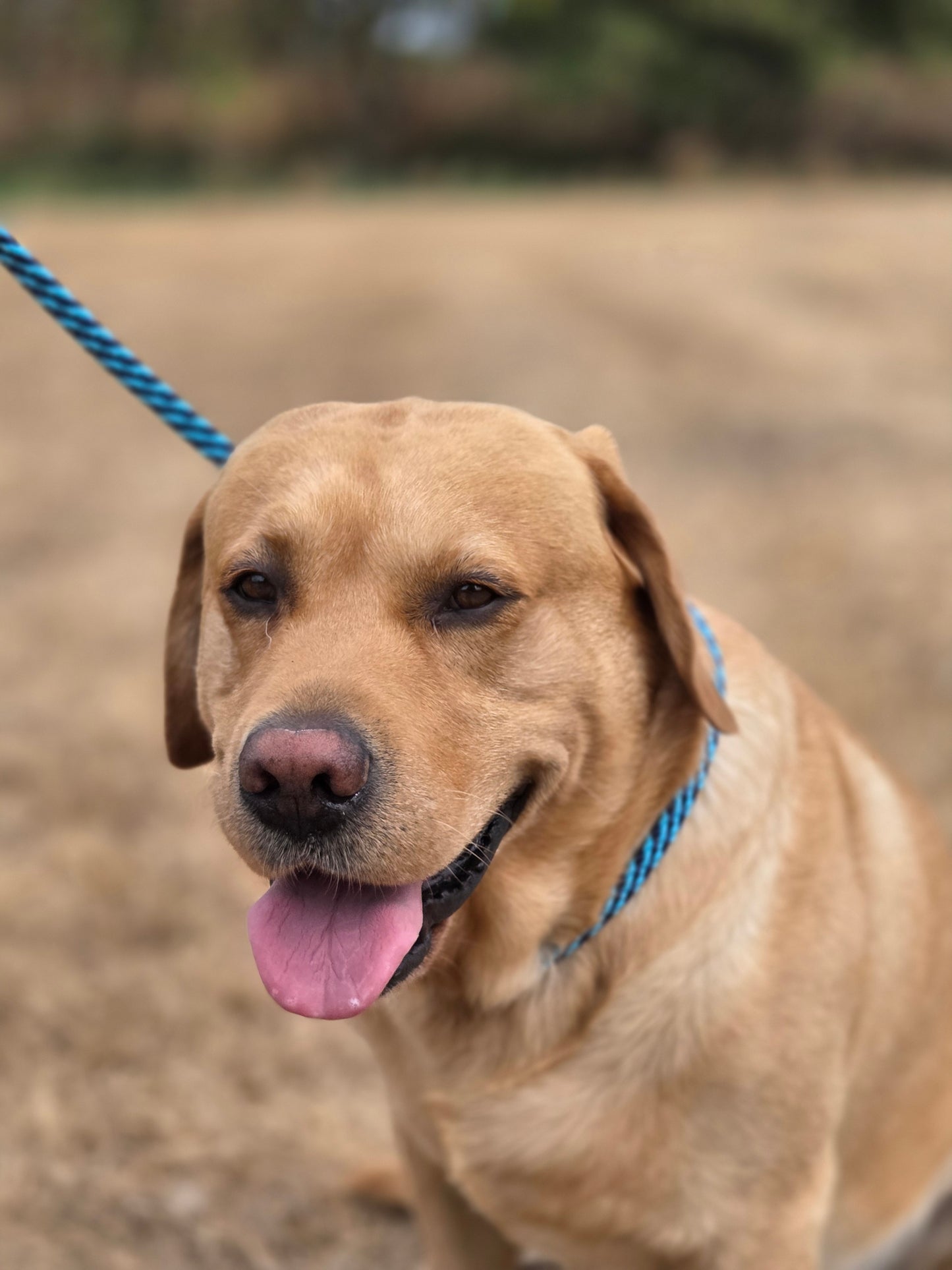 ProTrain™ Essentials Braided Slip Lead | Soft Rope Dog Training Lead with Figure of Eight Option