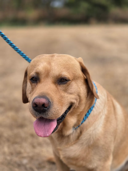 ProTrain™ Essentials Braided Slip Lead | Soft Rope Dog Training Lead with Figure of Eight Option