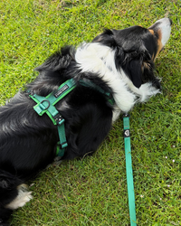 Contour Freedom Harness – Adjustable Y-Shaped Dog Harness