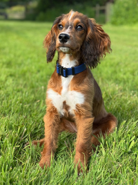 Rufus Dog Collar - Blue