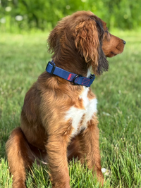 Rufus Dog Collar - Blue