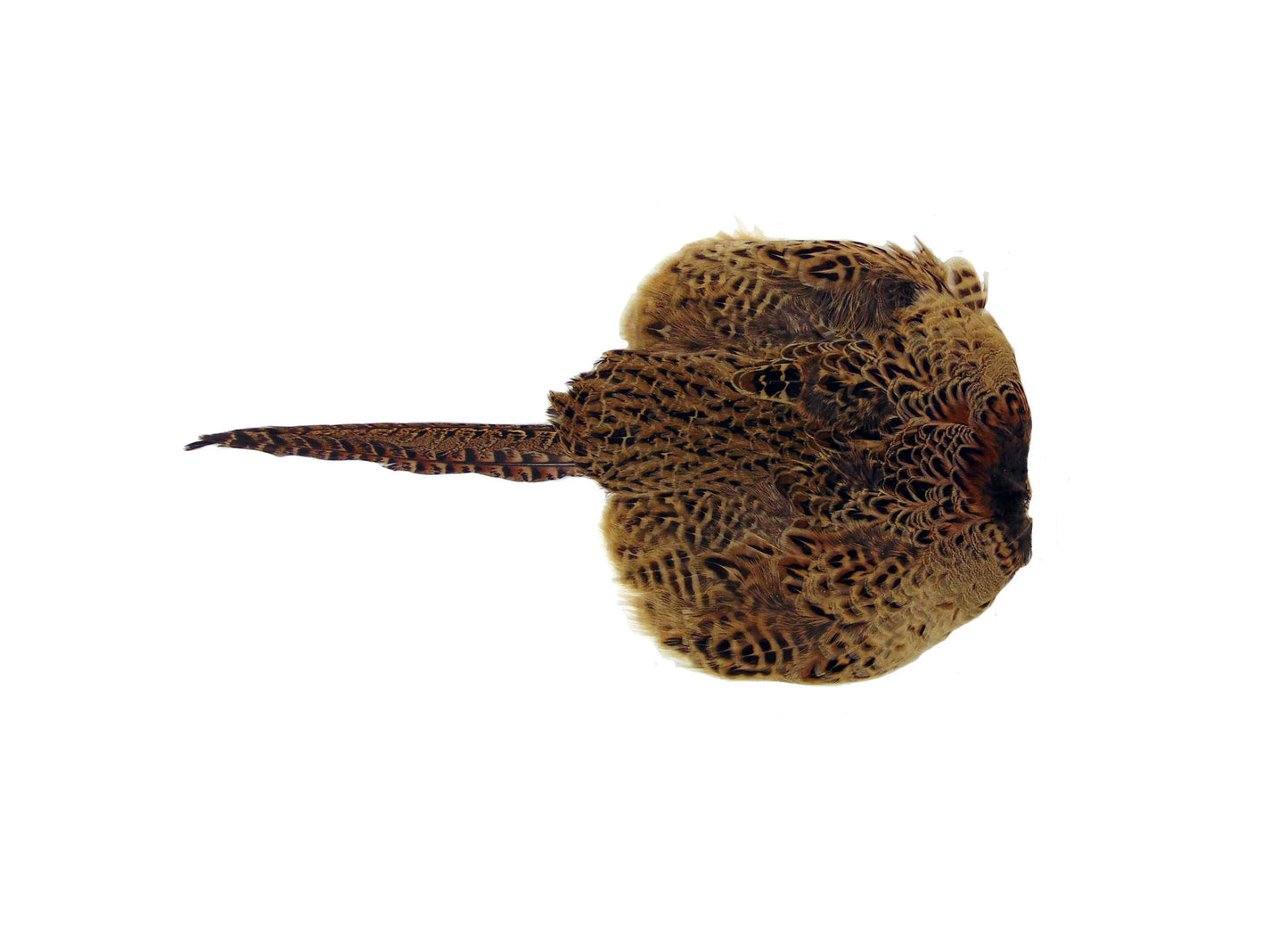Pheasant Pelt Dummy | Cock OR Hen | Genuine Cured Pelt — Sporting Saint