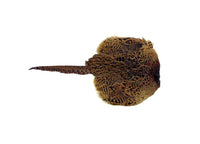 Pheasant Pelt Dummy | Cock OR Hen | Genuine Cured Pelt — Sporting Saint
