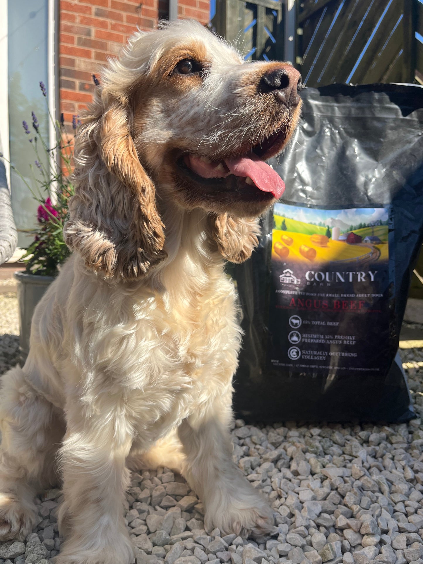 Angus Beef-Dry Dog Food