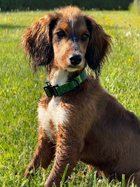 Rufus Dog Collar - Green