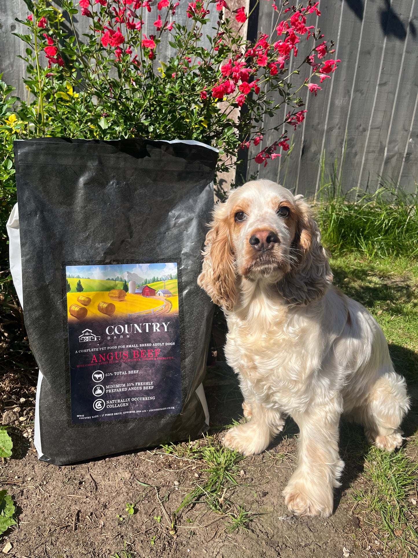 Angus Beef-Dry Dog Food