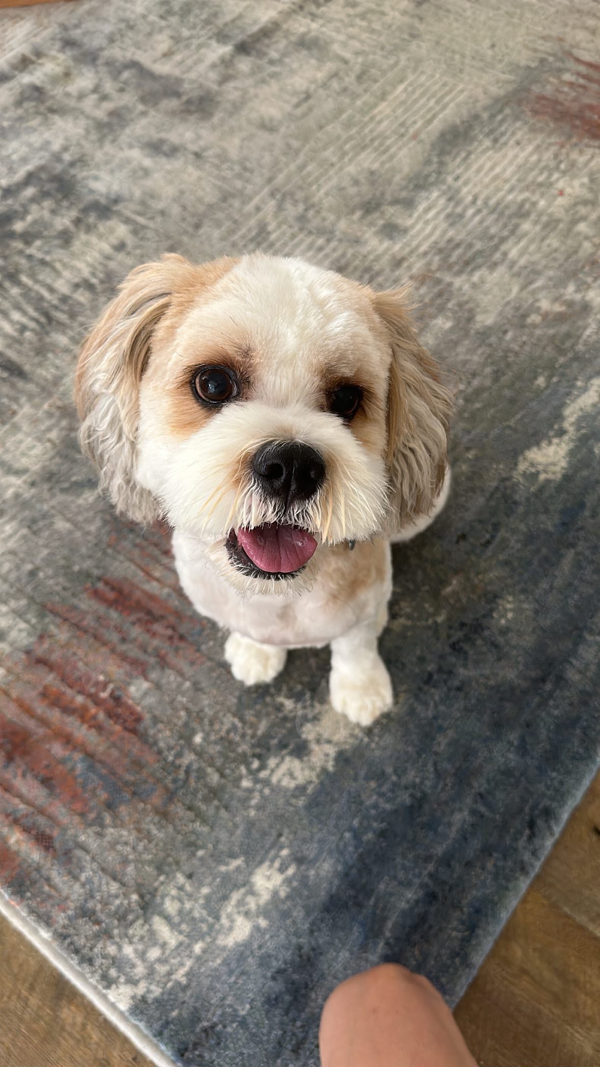 Puppy - Scottish Salmon-Dry Dog Food