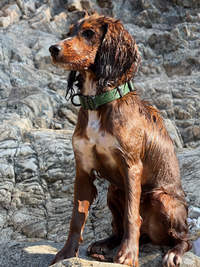 Rufus Dog Collar - Green