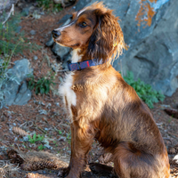 Rufus Dog Collar - Blue