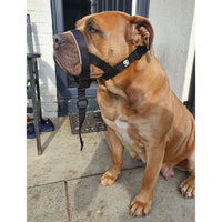 2.5cm Head Collars