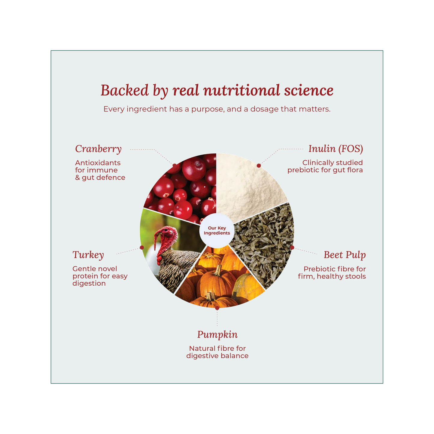 Wildcrofts Harvest Delight | Freeze-Dried Turkey with Pumpkin | Supports Digestion & Immunity