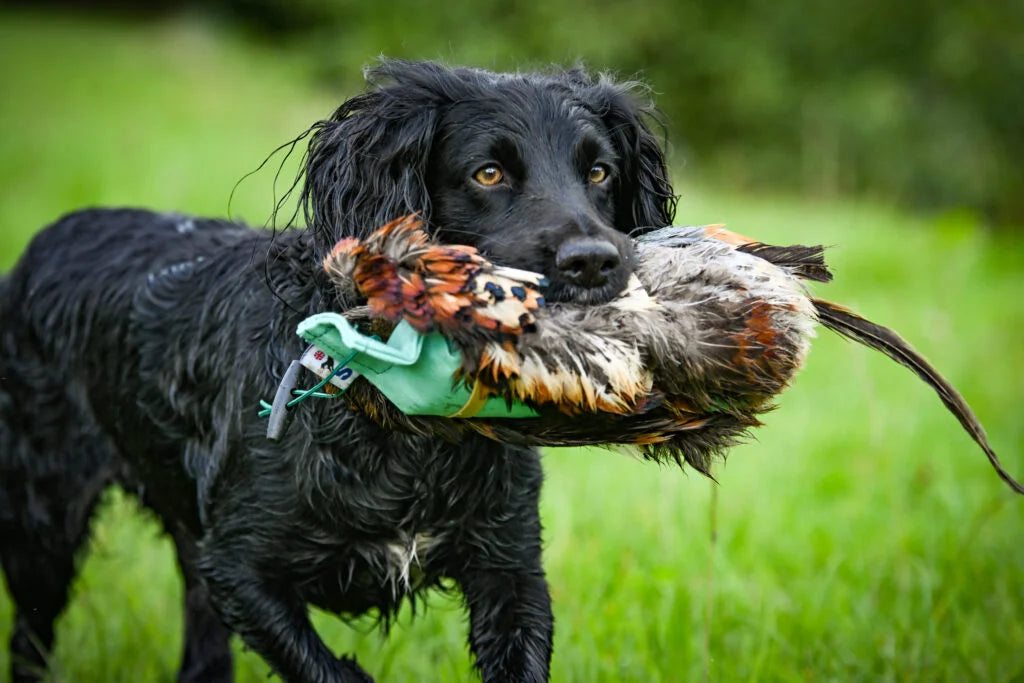Pheasant Pelt Dummy | Cock OR Hen | Genuine Cured Pelt — Sporting Saint