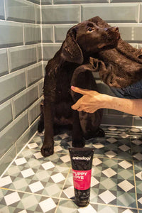 Animology Puppy Love Shampoo | 250ml