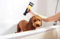 Curly Coat Dog Shampoo 250ml by Animology