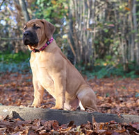 2.5cm Tactical Collar Pink Camo