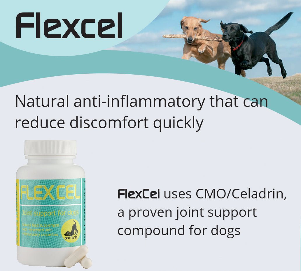 FlexCel CMO/Celadrin canine anti-inflammatory