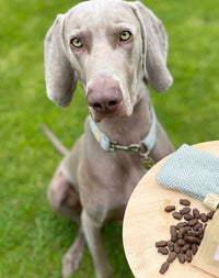 Salmon, Trout & White Fish-Dog Treat