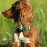 Rufus Dog Collar - Green