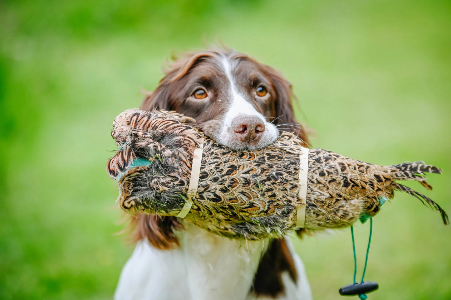 Pheasant Pelt Dummy | Cock OR Hen | Genuine Cured Pelt — Sporting Saint