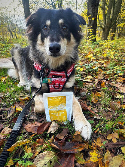 Skin & Coat Boost Chicken-Dog Treats