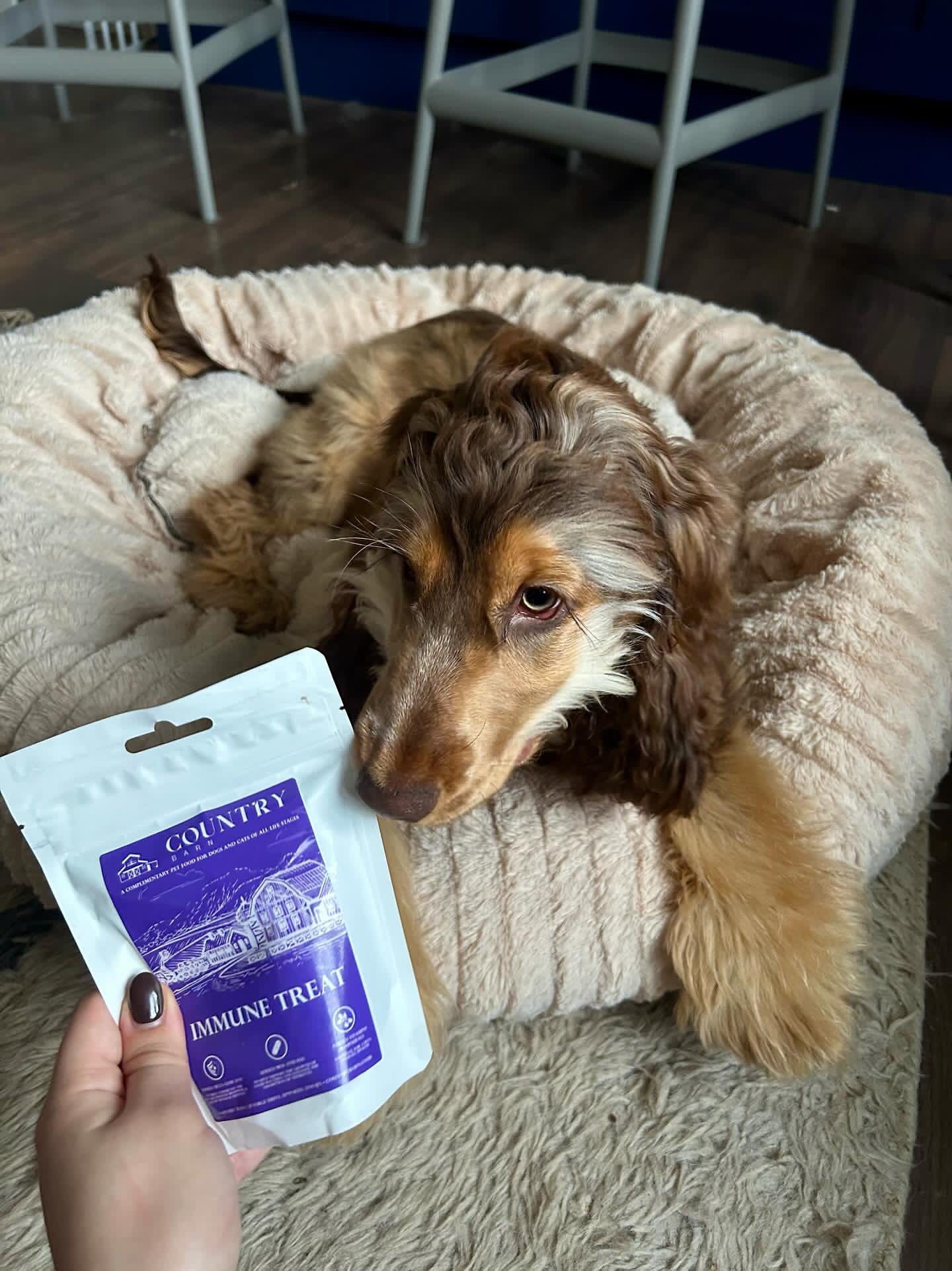 Immune Boost Bites-Dog Treats