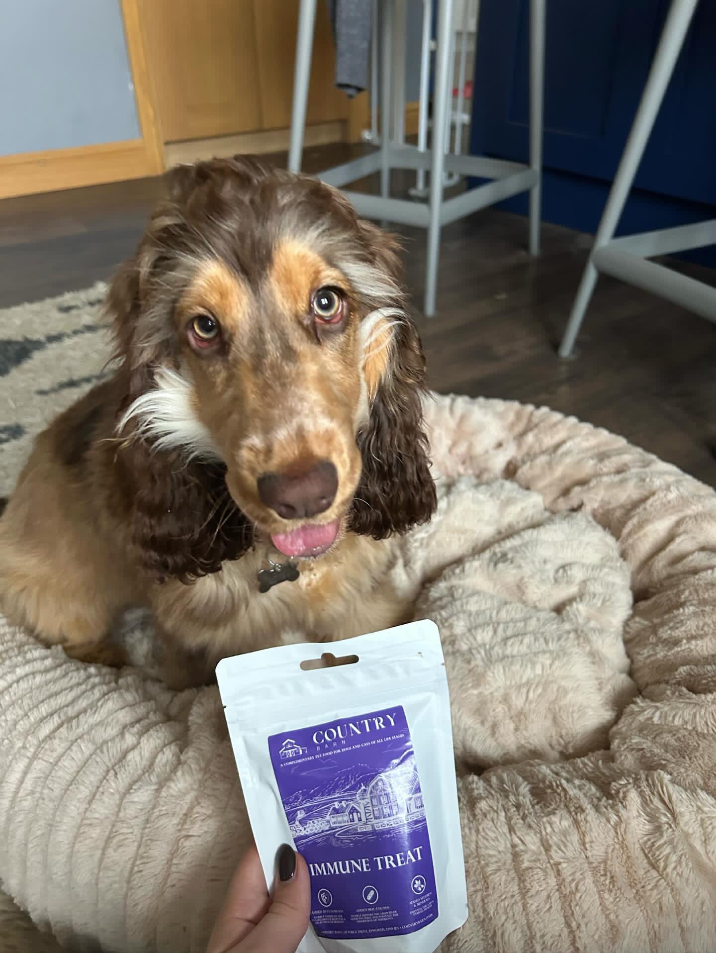 Immune Boost Bites-Dog Treats