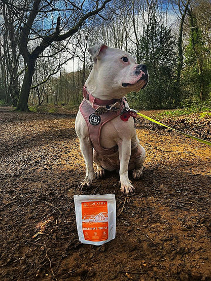 Digestive Meaty Duck-Dog Treat