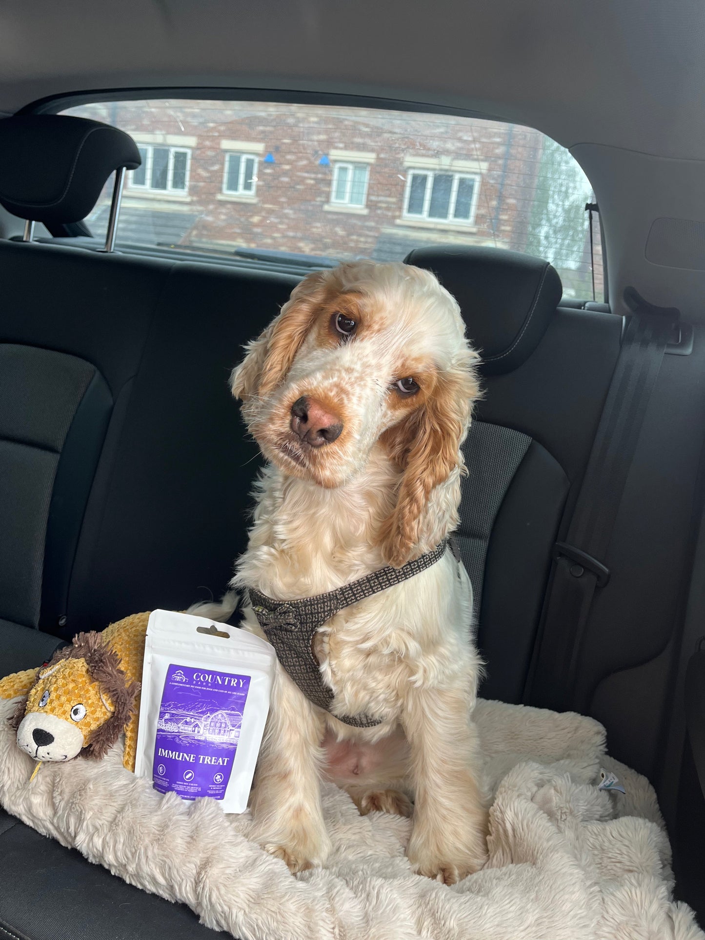 Immune Boost Bites-Dog Treats