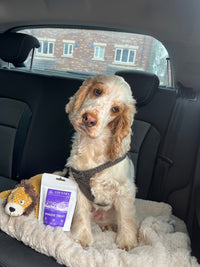Immune Boost Bites-Dog Treats