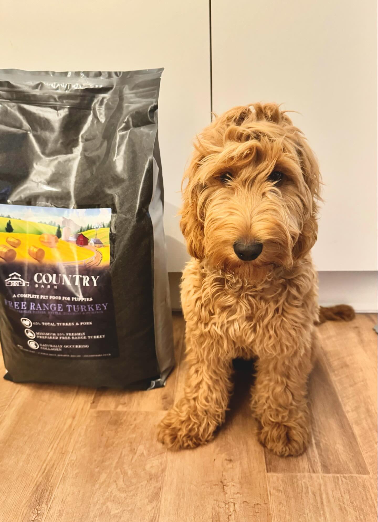 Puppy - Turkey & Pork-Dry Dog Food
