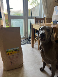Angus Beef & Carrot-Dry Dog Food