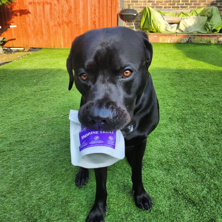 Immune Boost Bites-Dog Treats