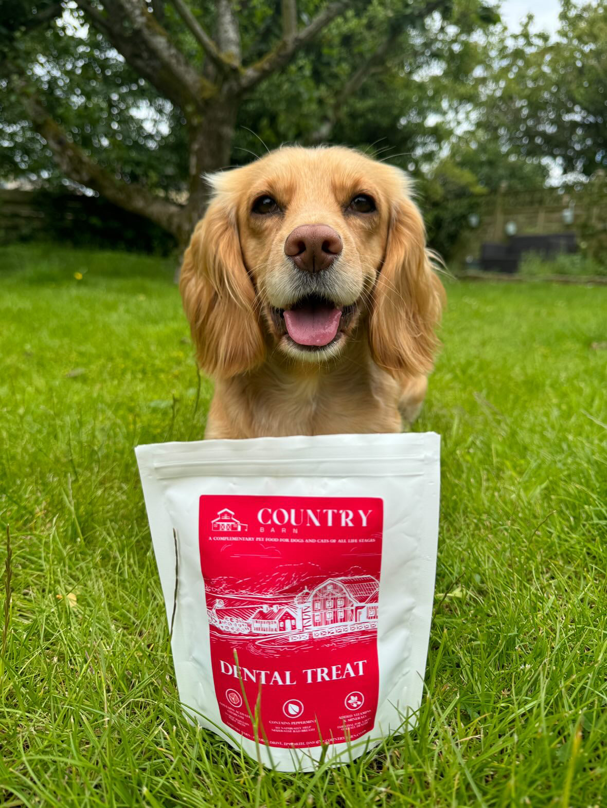 Turkey Dental Bites-Dog Treats