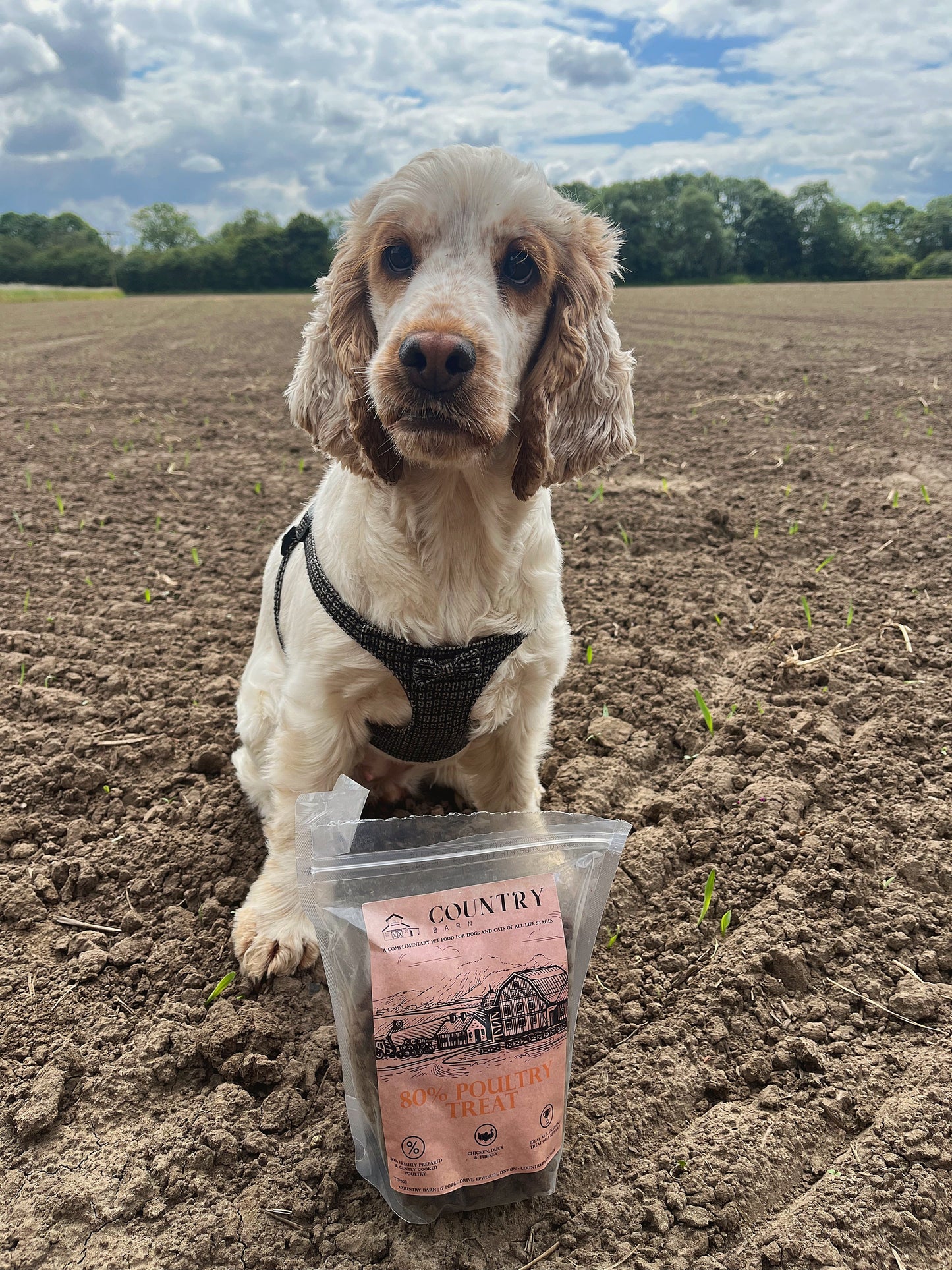 Chicken, Duck & Turkey-Dry Dog Food